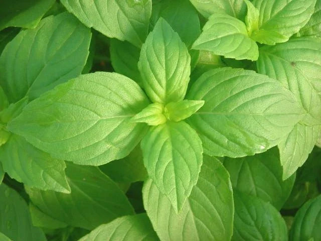 Lemon Basil Seeds - Bulk Herb Seeds for Container Gardening - Ocimum basilicum 'Citriodorum' - Aromatic Culinary & Potpourri