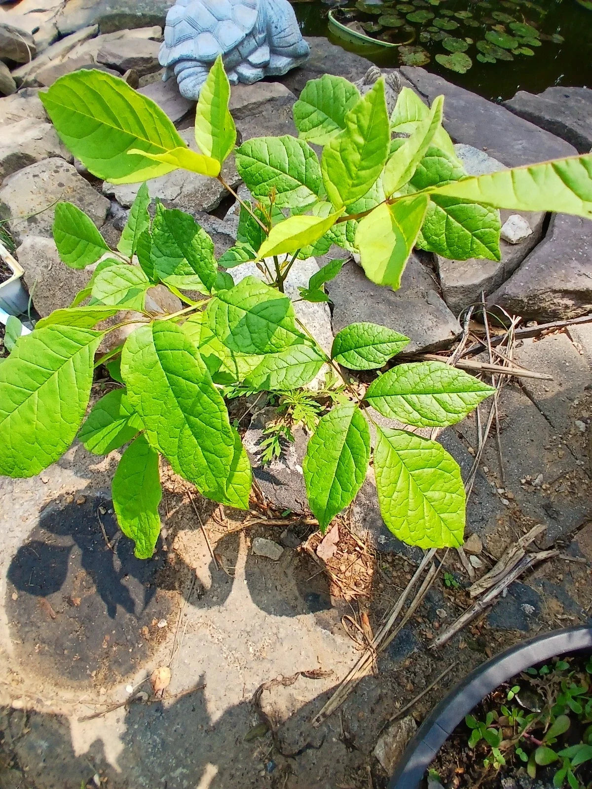Live American White Ash Tree 1-3 Years Old Well-Rooted Native Fraxinus americana for Landscaping