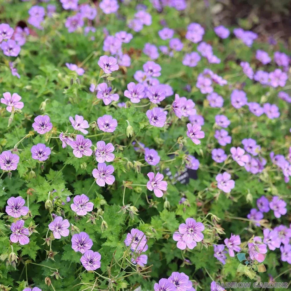 Havana Blues Geranium Seeds Pack of 25+ Pelargonium x hortorum Blue and Purple Flower Seeds for Garden, Containers, and Baskets