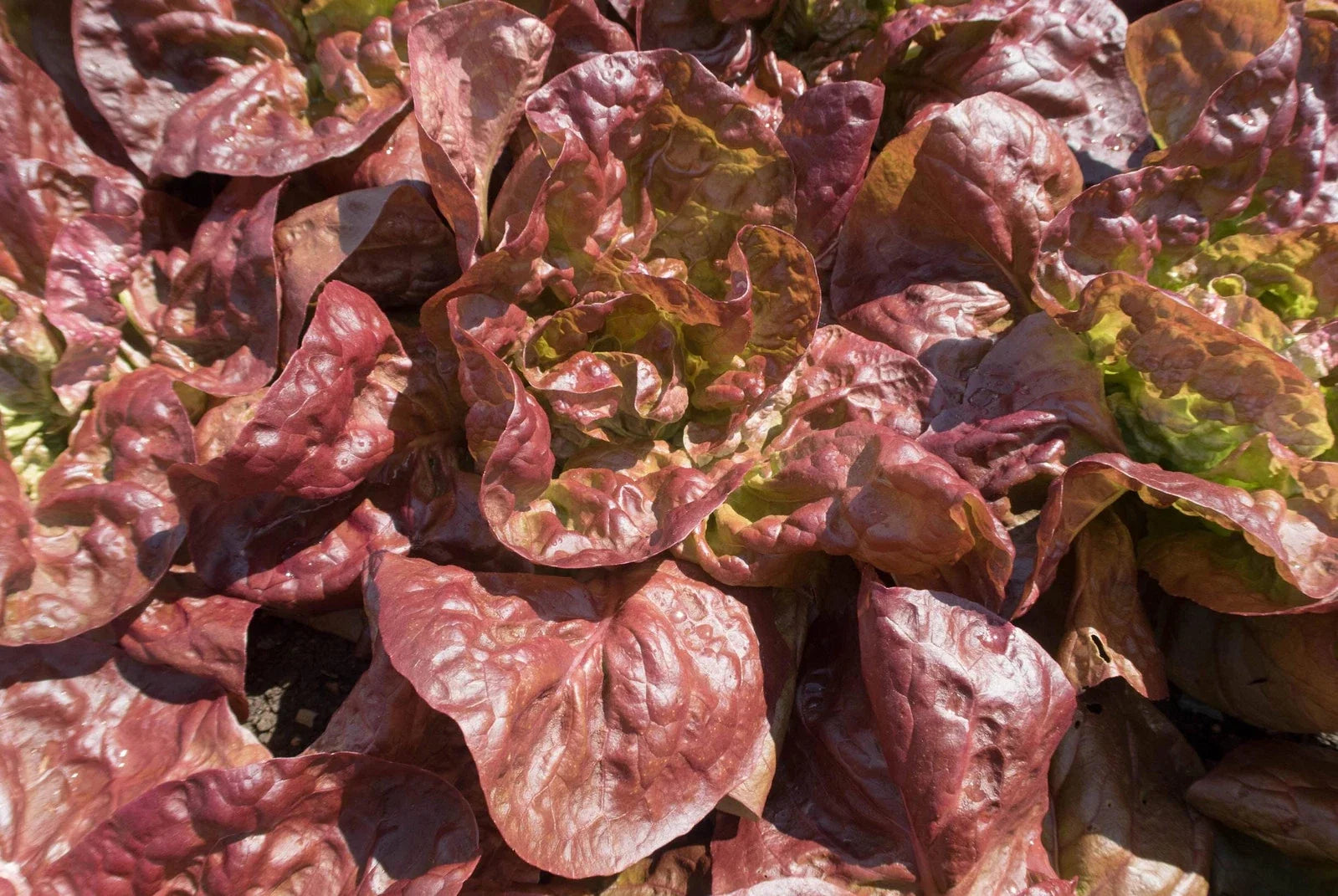 Marvel of Four Seasons Lettuce Seeds – Non-GMO Heirloom Leaf Lettuce Seeds for Home Gardening, Lactuca sativa