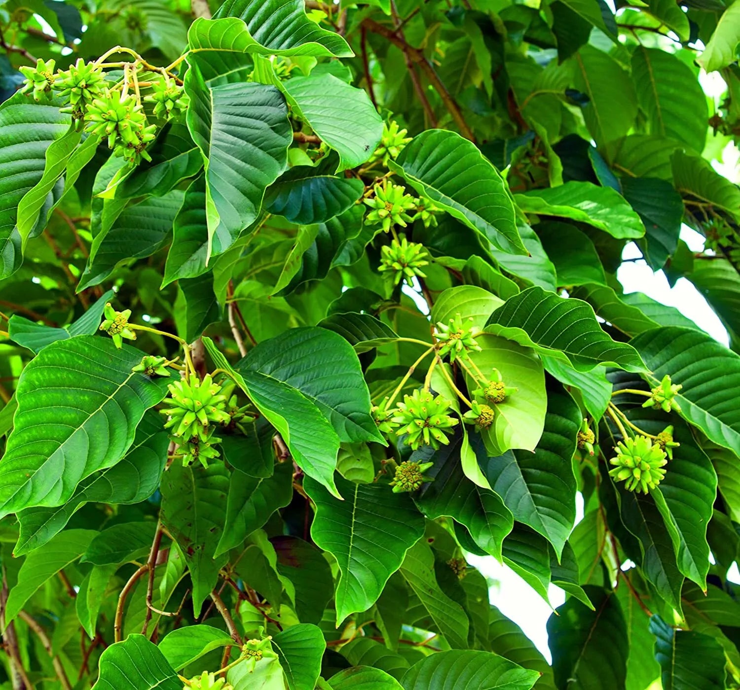 30 Happy Tree Seeds Camptotheca acuminata Fast-Growing Shade Tree Seeds for Gardens & Landscapes