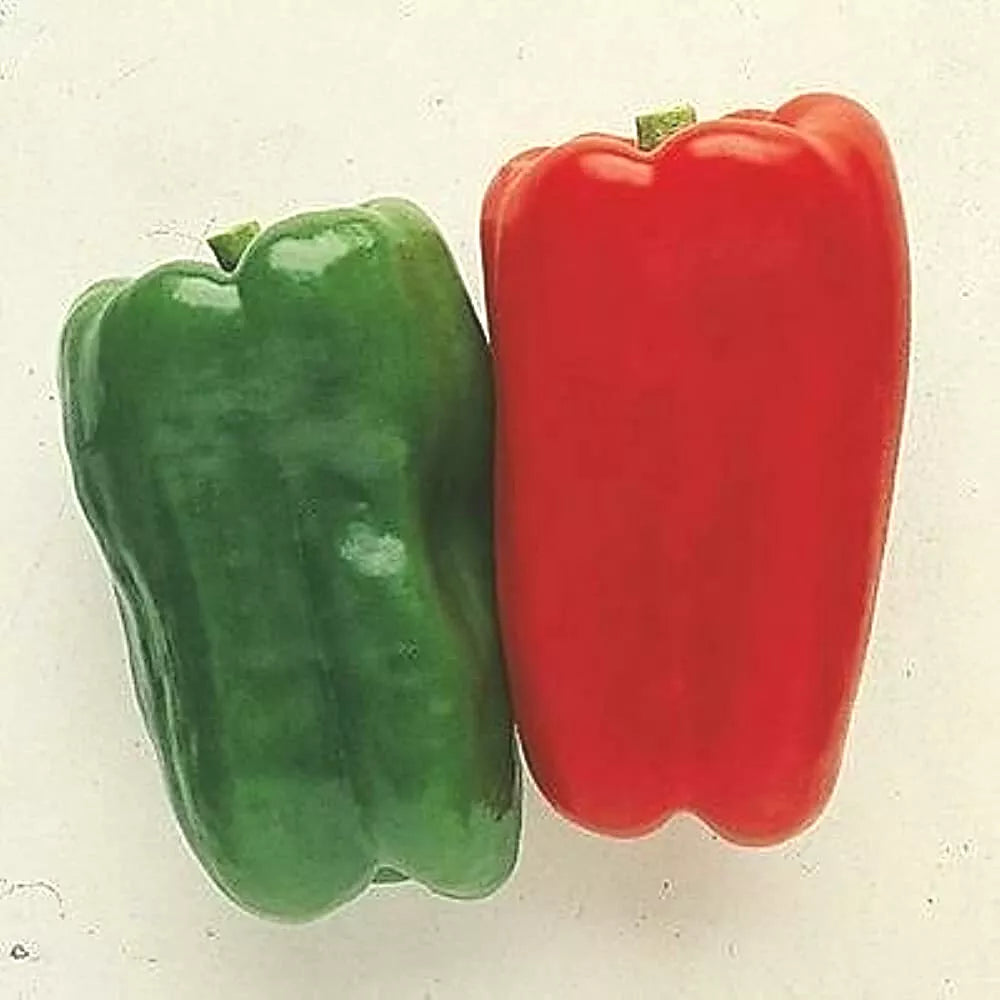 Sweet Pepper Seeds - Big Bertha Hybrid Capsicum Annuum for Giant Red & Green Bell Peppers, Easy to Grow, 50+ Seeds