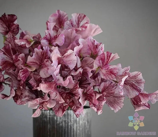 Chocolate Sweet Pea Seeds - 50+ Lathyrus odoratus Garden Flowers for Climbing Vines, Fragrant Blooms, USA Grown