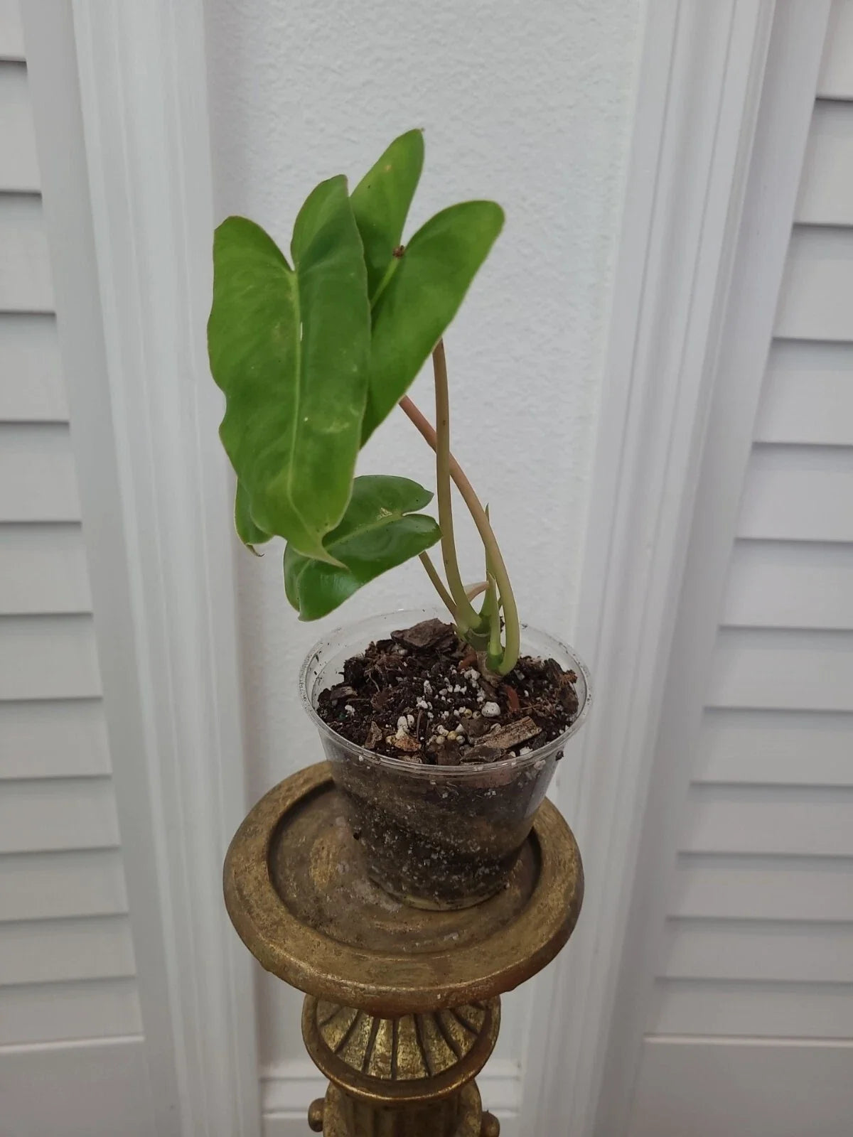 Burle Marx Philodendron Plant – Rooted Green Leaf, Multi-Grow, Philodendron 'Burle Marx' Indoor Houseplant