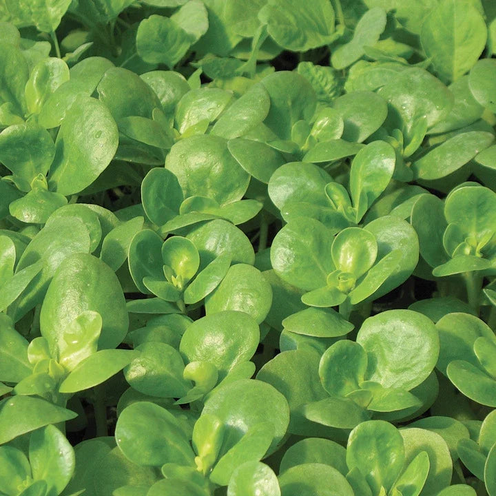 Golden Purslane Seeds - Edible Herb Seeds for Gardening - Portulaca oleracea - 750+ Fresh Seeds for Container & Garden