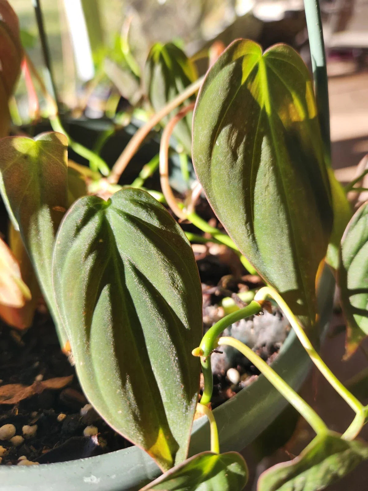 Philodendron Hederaceum Micans - Velvet Leaf Plant in 4" Pot - Easy Care Trailing Houseplant