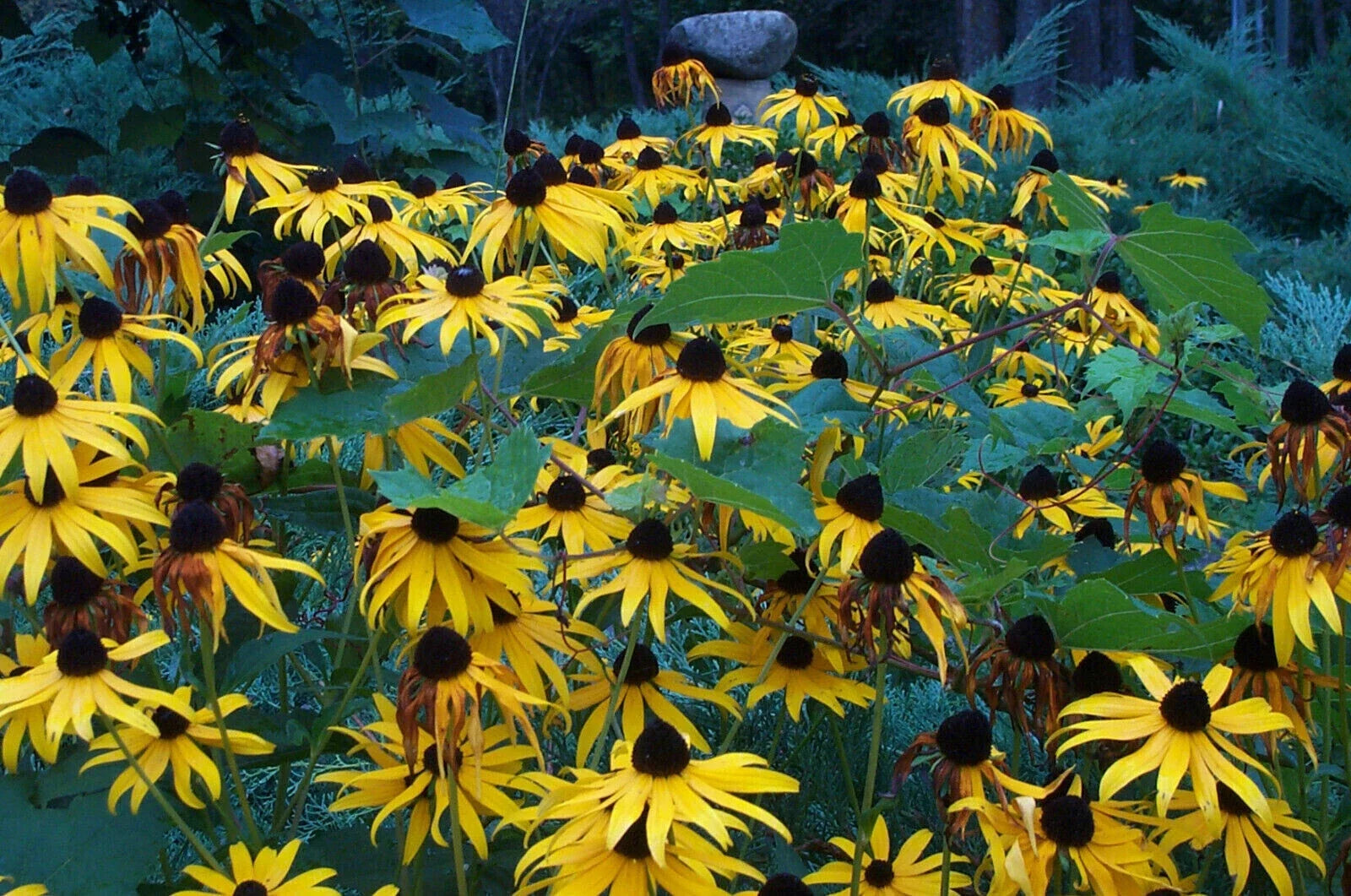 Rudbeckia Goldsturm Bare Root Plants - Black Eyed Susan Perennials, Long-Blooming, Full Sun, Zones 3-9