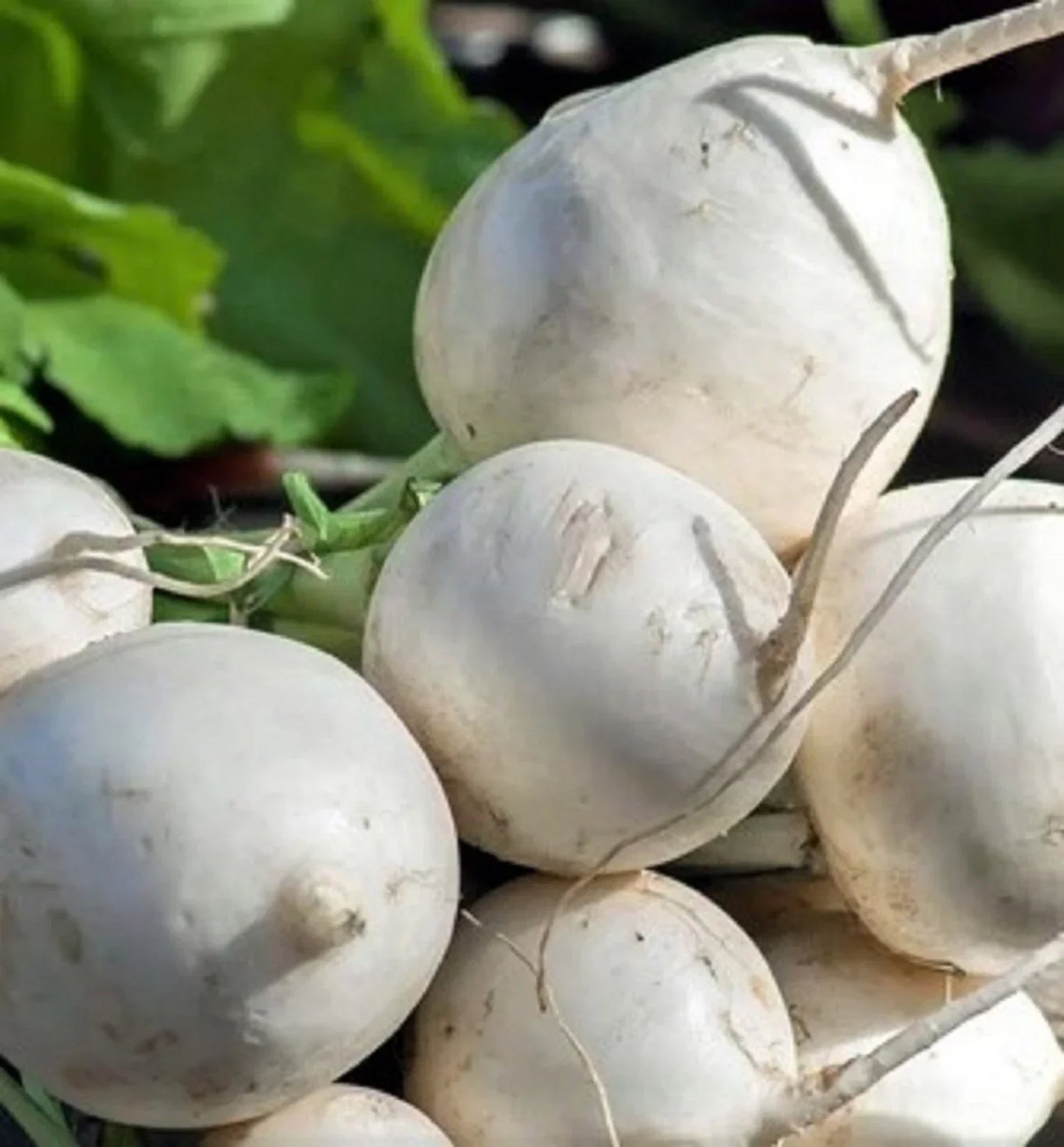 Seven Top Turnip Seeds 500+ NON-GMO Heirloom Brassica rapa var. rapa for Home Gardening