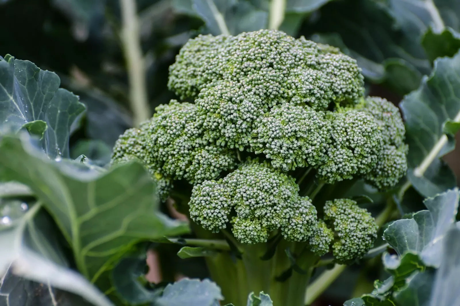 Broccoli Seeds - 800+ Count - Waltham 29 Variety - Brassica oleracea - Vegetable Seeds for Home Gardening