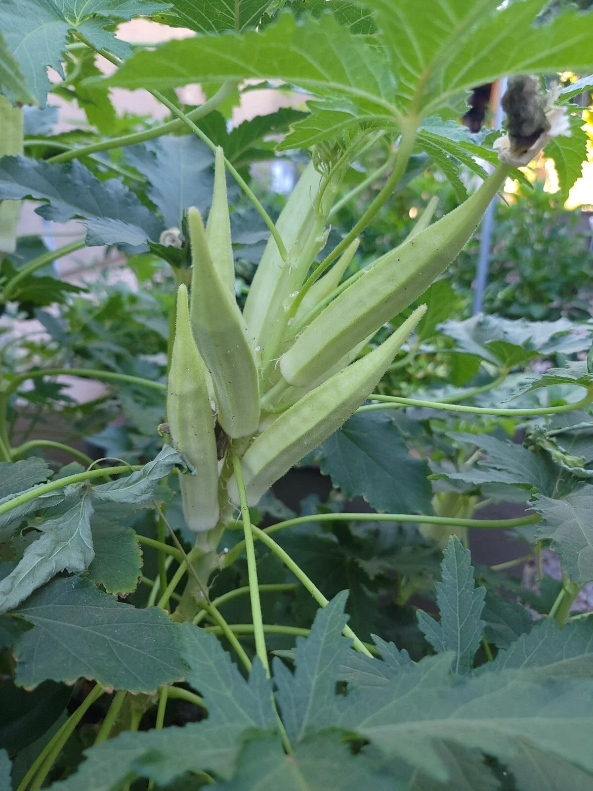 Organic Heirloom Okra Seeds - Abelmoschus esculentus, NON-GMO, Heirloom Bamia Seeds for Gardening & Cooking