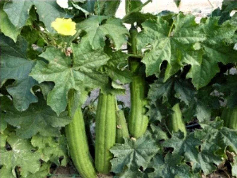 Loofah Sponge Gourd Seeds – Organic Heirloom Luffa aegyptiaca for Gardening, Climbing Vine, Non-GMO, 15+ Seeds
