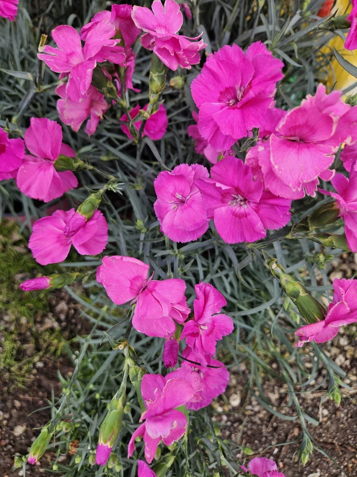 Bumbleberry Dianthus Perennial Plant Bare Root Red Pink Purple Blooms Garden Flowers for Outdoor Planting