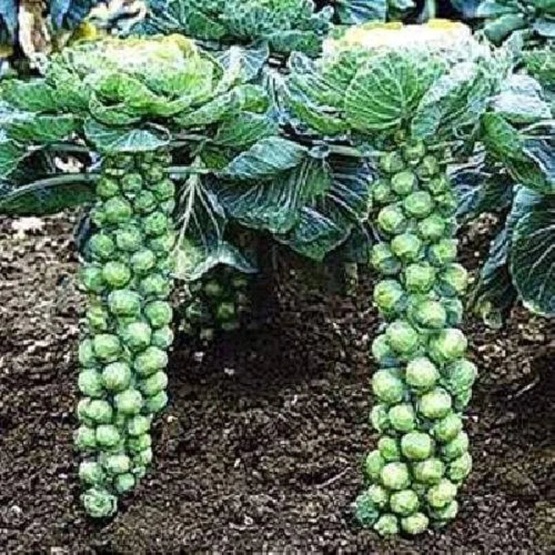 Brussel Sprouts Seeds 1000 Jade Cross E Brassica oleracea var. gemmifera Vegetable Garden Plant