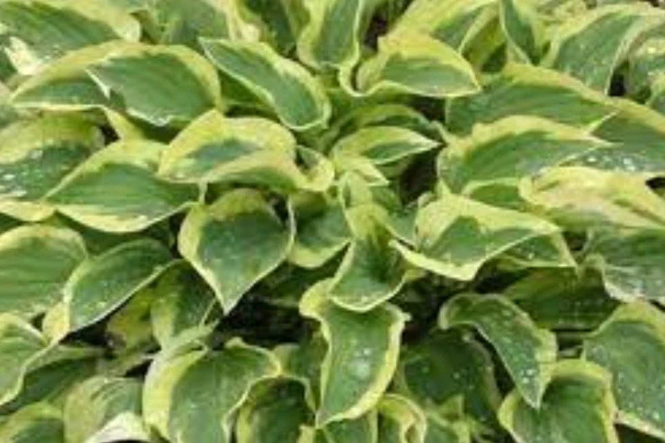 Hosta Pilgrim Perennial Plant – Shade Garden, Variegated Foliage, Hosta ventricosa