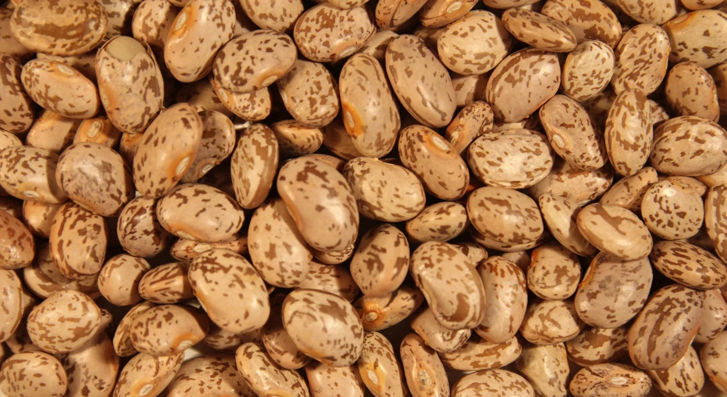 Pinto Soup Bean Seeds - Heirloom Phaseolus vulgaris for Planting - High Germination, Non-GMO, Full Sun, Bush Type, 50 Seeds