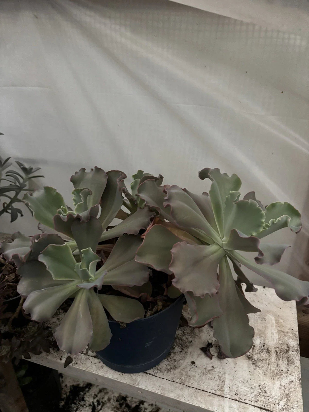 Live Succulent Plant Cuttings - Assorted Varieties for Indoor Decor & Arrangements - Easy to Propagate
