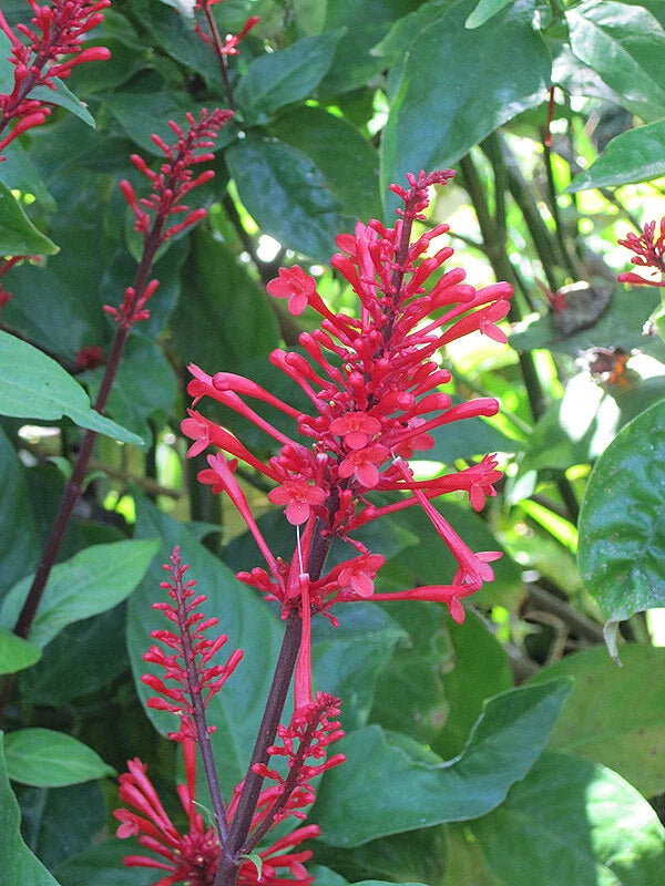 Fire Spike Red Rooted Starter Plant, Odontonema strictum, Attracts Hummingbirds, Vibrant Red Flowers for Garden or Indoor Use