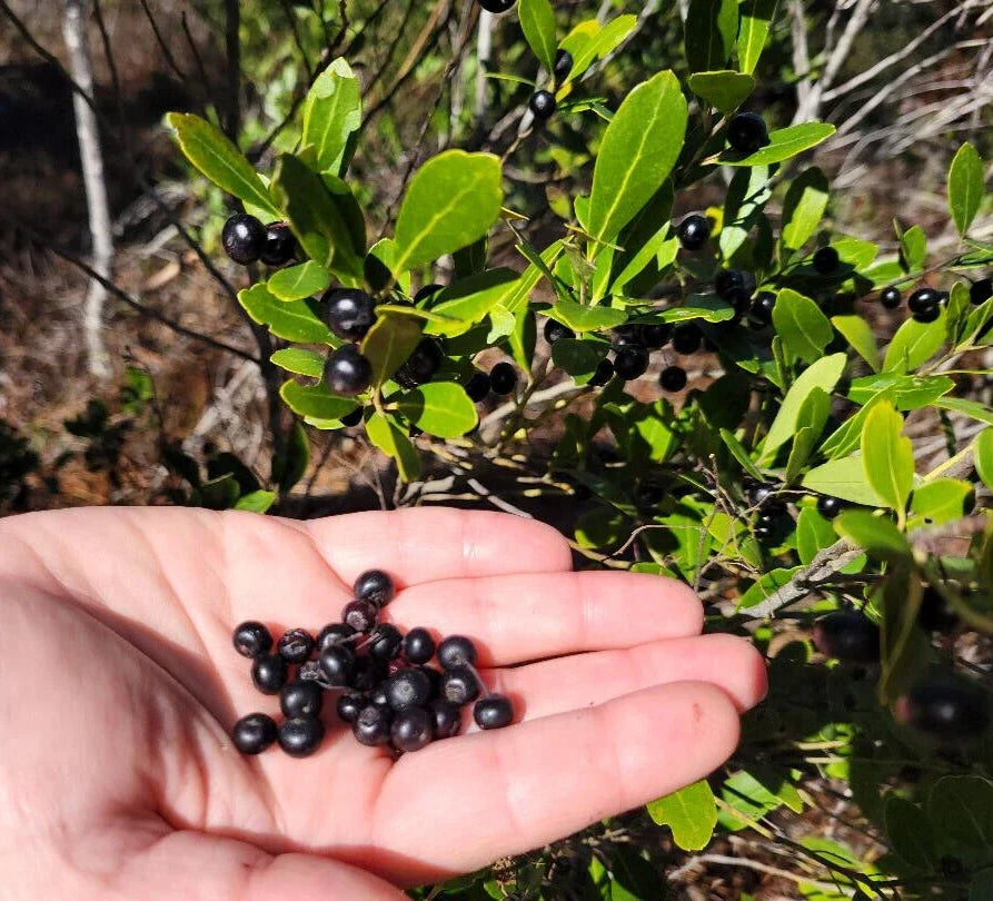 Inkberry Seeds 25 Pack | Ilex Glabra Florida Native Evergreen Shrub Wild Plant Seeds