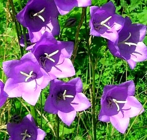 Blue Peach Leaf Bellflower Seeds - Campanula persicifolia, 2-inch Blue Flowers, Compact Growth, Garden, Container Planting, 265 Seeds