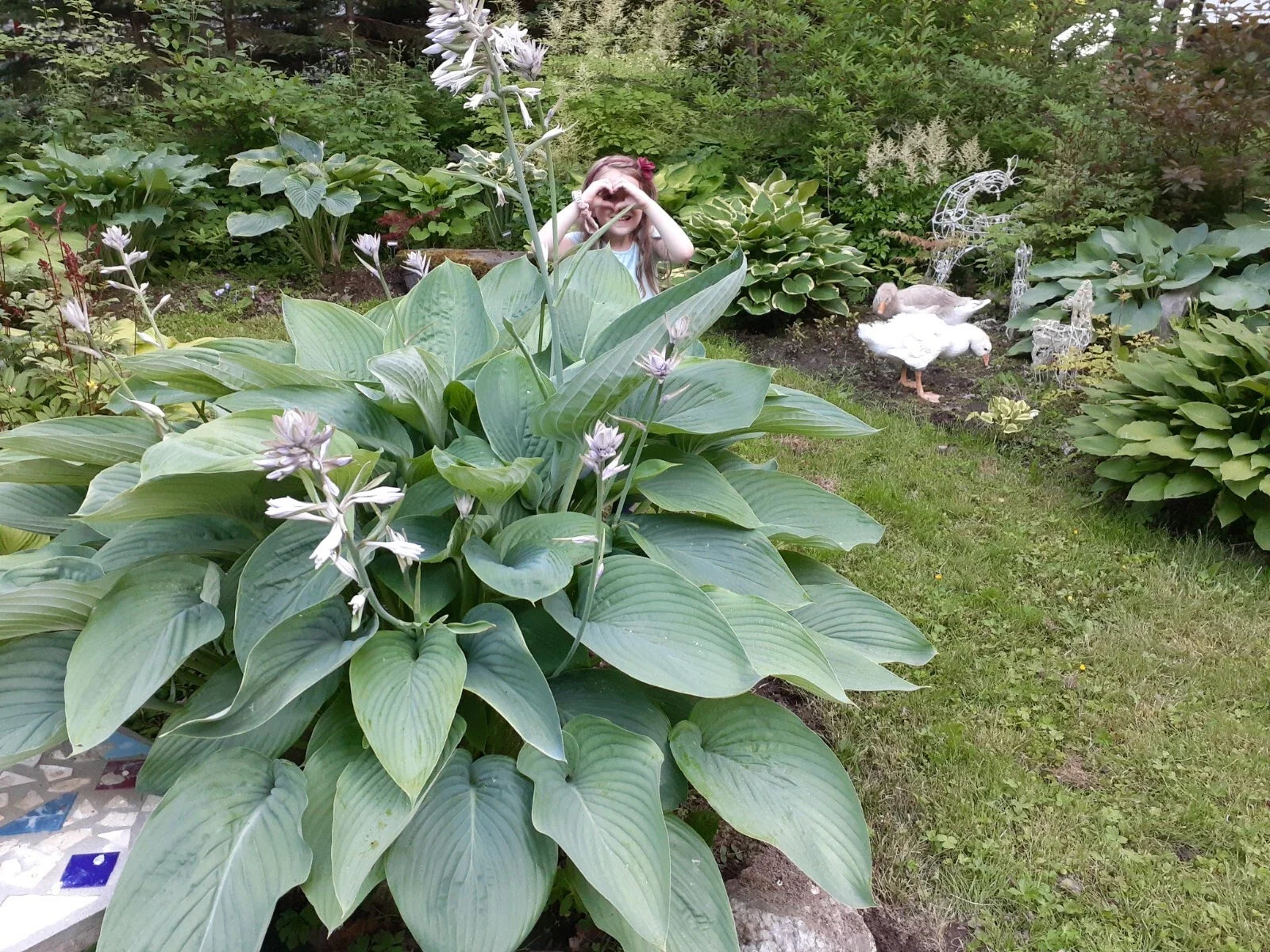Hosta Seeds - Empress Wu Variety - Perennial Shade Plant - Hosta plantaginea Seeds for Garden