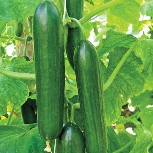 Ashley Long Cucumber Seeds - Heirloom, Organic, Non-GMO, Cucumis sativus, Vegetable Seeds, Vining, 100+ Seeds