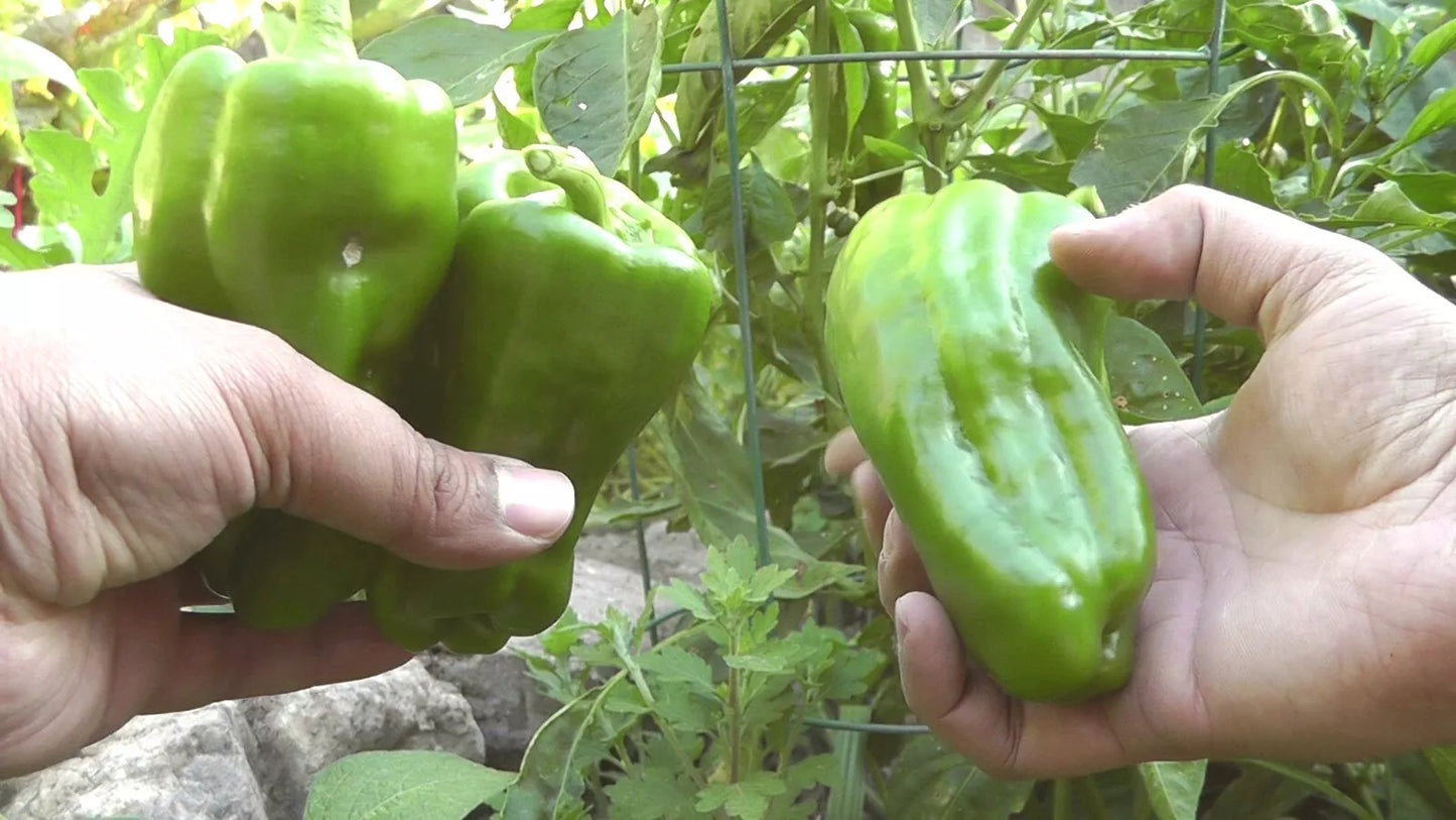 Sweet Pepper Seeds 500 Count Big Bertha Capsicum annuum Red Elongated Bell Pepper for Stuffing