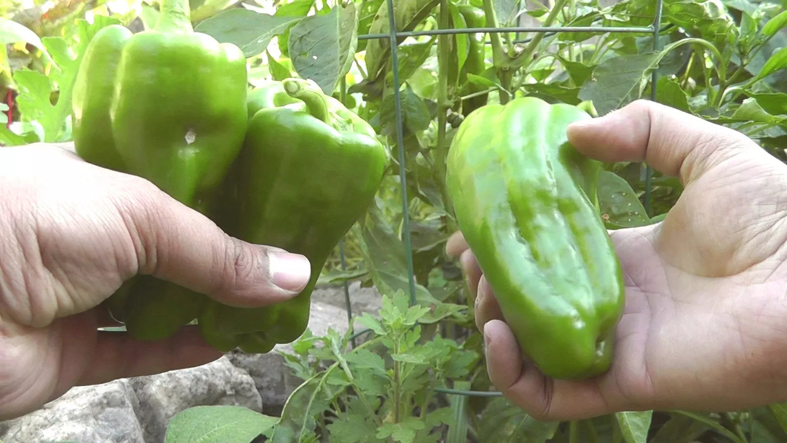 Sweet Pepper Seeds 500 Count Big Bertha Capsicum annuum Red Elongated Bell Pepper for Stuffing