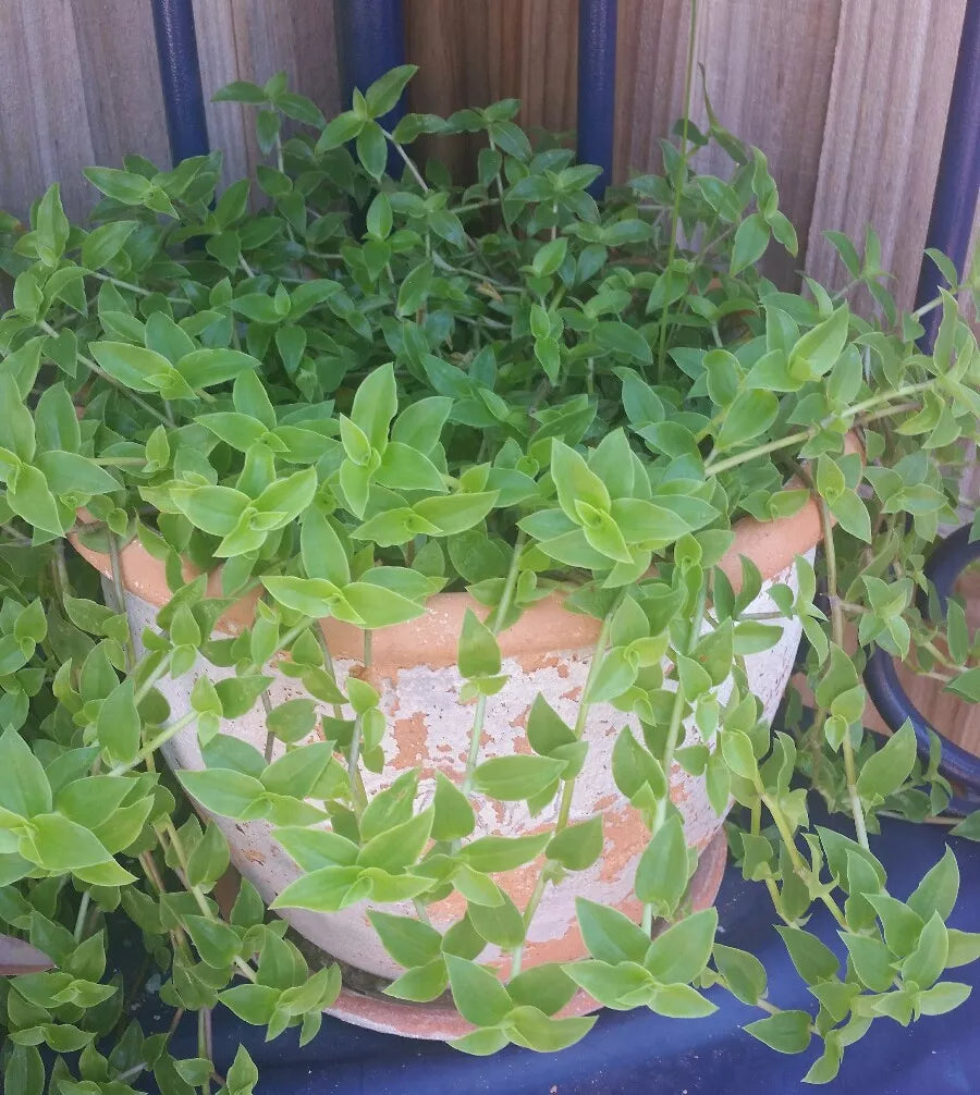 Callisia Cordifolia Green Trailing Wandering Jew Houseplant - Low Maintenance Indoor Plant, Trailing Vines
