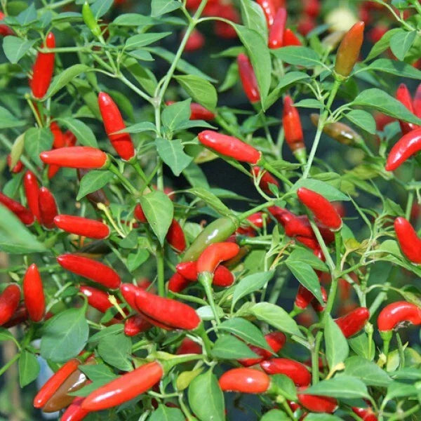 Pequin Chili Pepper Seeds 50+ Non-GMO Piquin Bird Pepper Capsicum annuum