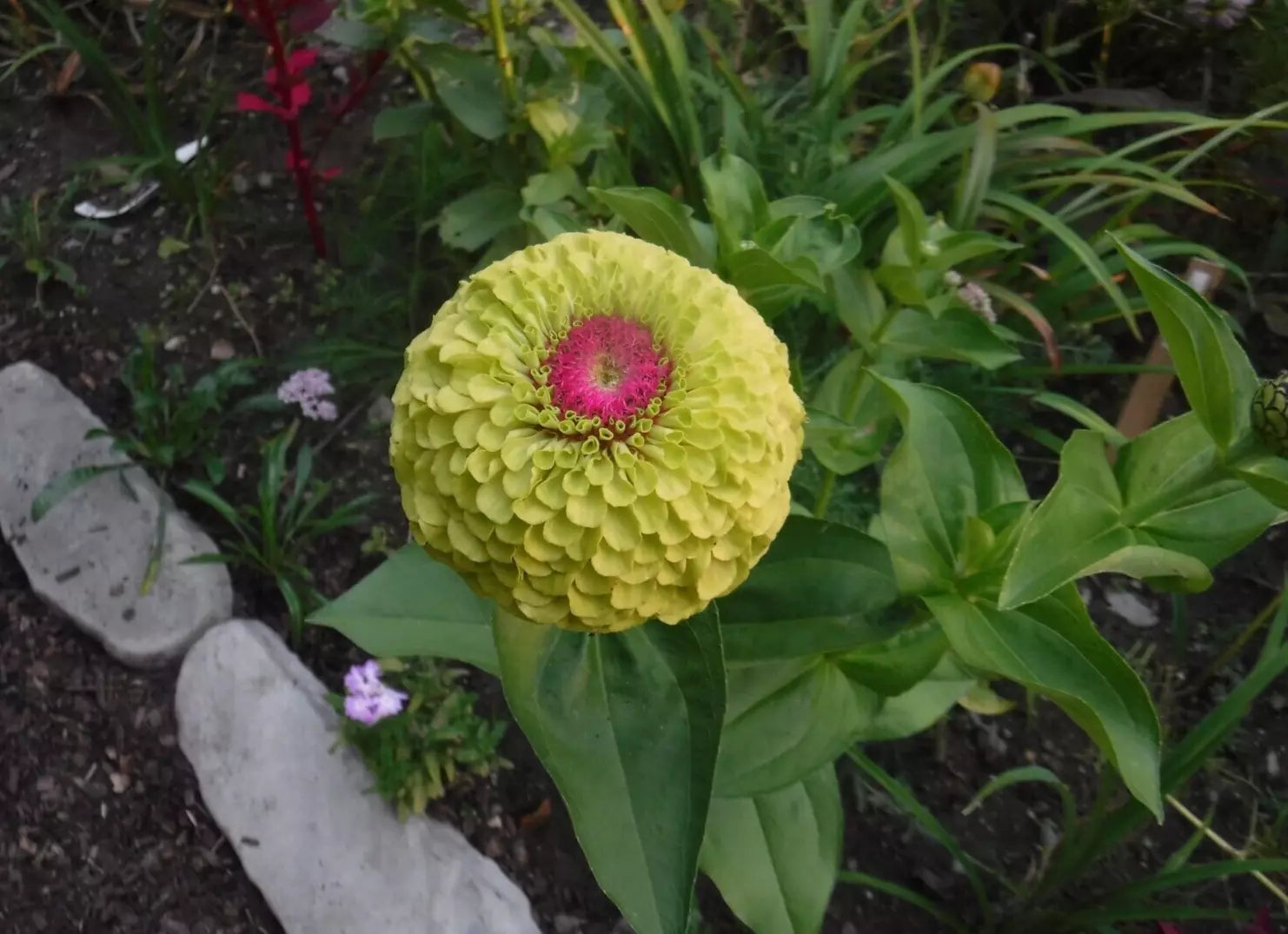 Zinnia Seeds - Queeny Lime Mix - Colorful Annual Flower Seeds - Zinnia elegans for Borders, Containers & Cutting Gardens