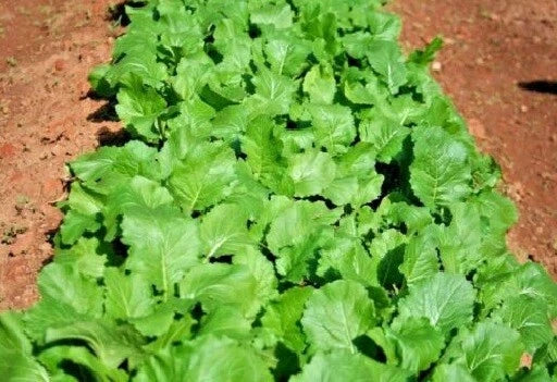 Heirloom Turnip Seeds - Seven Tops Variety - Brassica rapa - Cold Hardy Greens for Spring & Fall Planting
