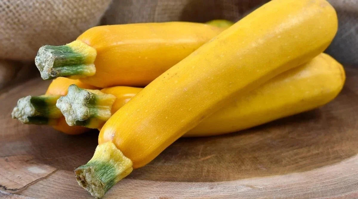 Zucchini Seeds, 25+ Easy Pick Gold II, Cucurbita pepo, Home Garden, Non-GMO, Full Sun, Bush-Type, Open-Pollinated