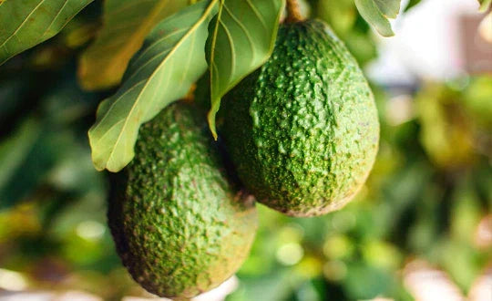 Organic Avocado Tree Seeds - 2 Fresh Persea americana Seeds for Indoor Growing