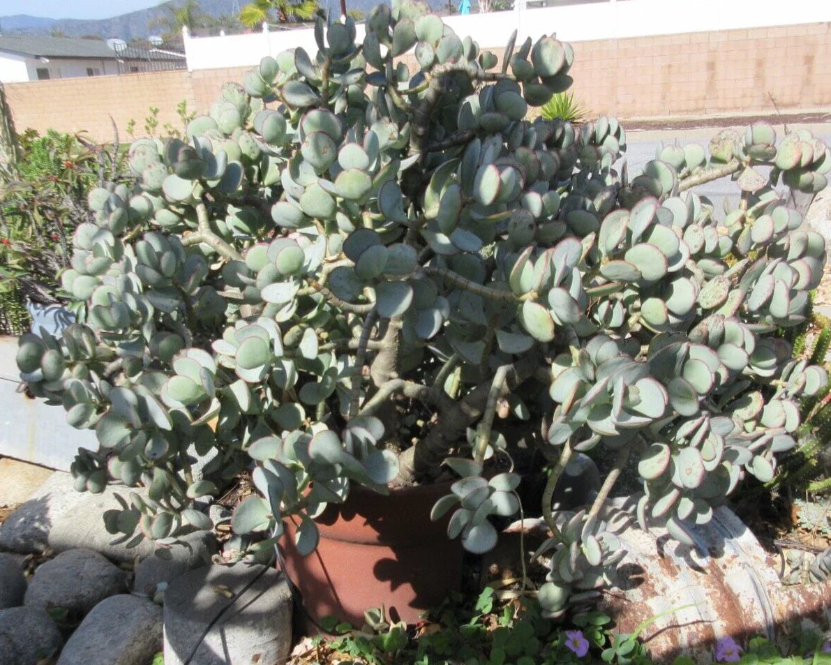 Crassula arborescens Silver Dollar Jade Succulent Cuttings - 10 Pack, Easy Care Indoor Plant for Home Decor