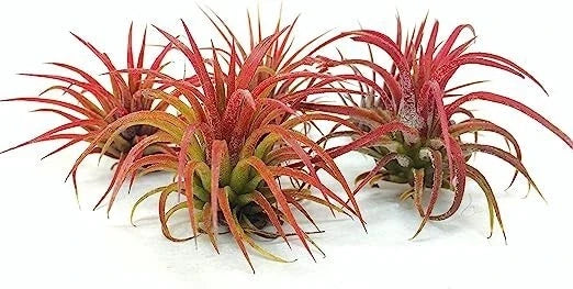 5 Pack Ionantha Fuego Red Air Plants – Exotic Tillandsia ionantha, Low Maintenance, Vibrant Red Foliage, Indoor Garden, Terrarium Display