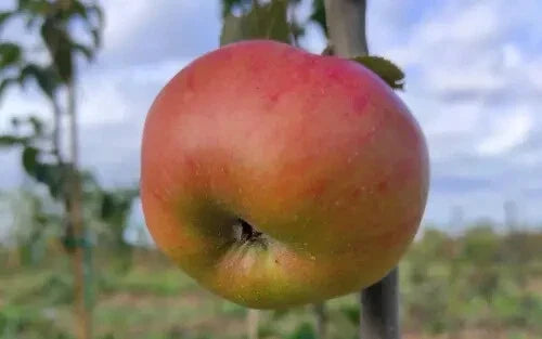 Argiliere Apple Seeds - 25+ Pack for Gardening, Malus domestica, Fruit Tree, Organic, Non-GMO, Home Orchard Planting