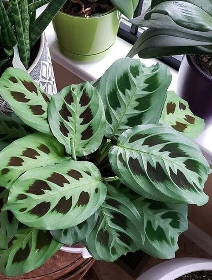 Maranta Prayer Plant Live Starter 3-5in Green Tropical Houseplant Maranta leuconeura No Pot