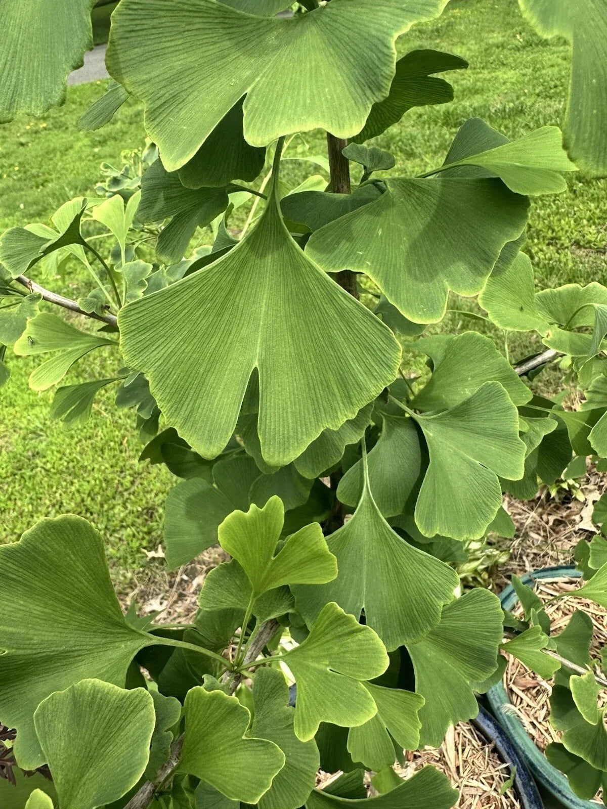 Ginkgo Tree Seedling 3-6" Baby Plant for Garden, Bonsai, Classroom - Ginkgo biloba