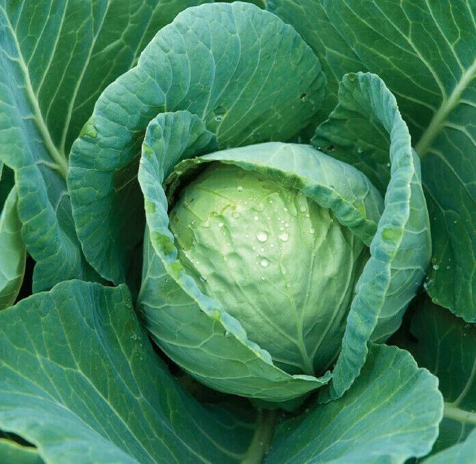 Cabbage Seeds 300+ All Seasons Brassica oleracea Culinary Vegetable