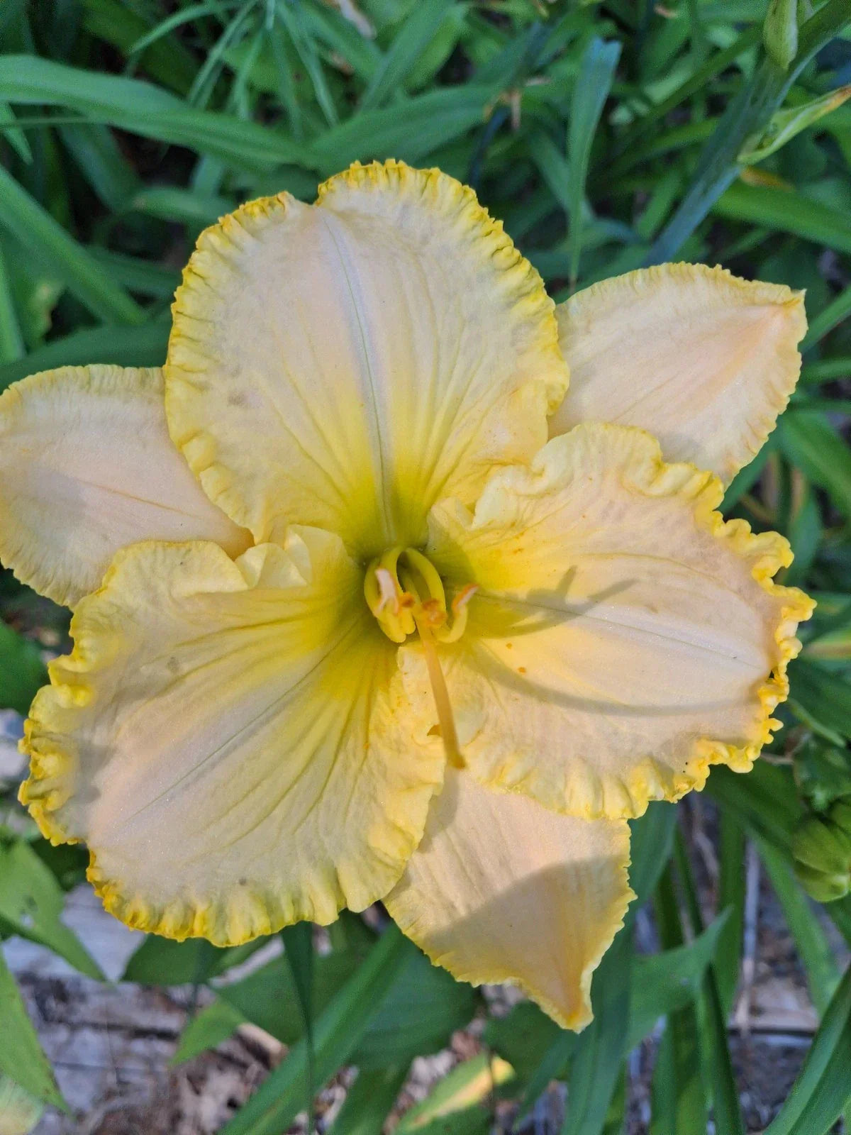 Hemerocallis 'Eloquent Silence' Daylily Bareroot - Perennial Flowering Plant with Mature Eye
