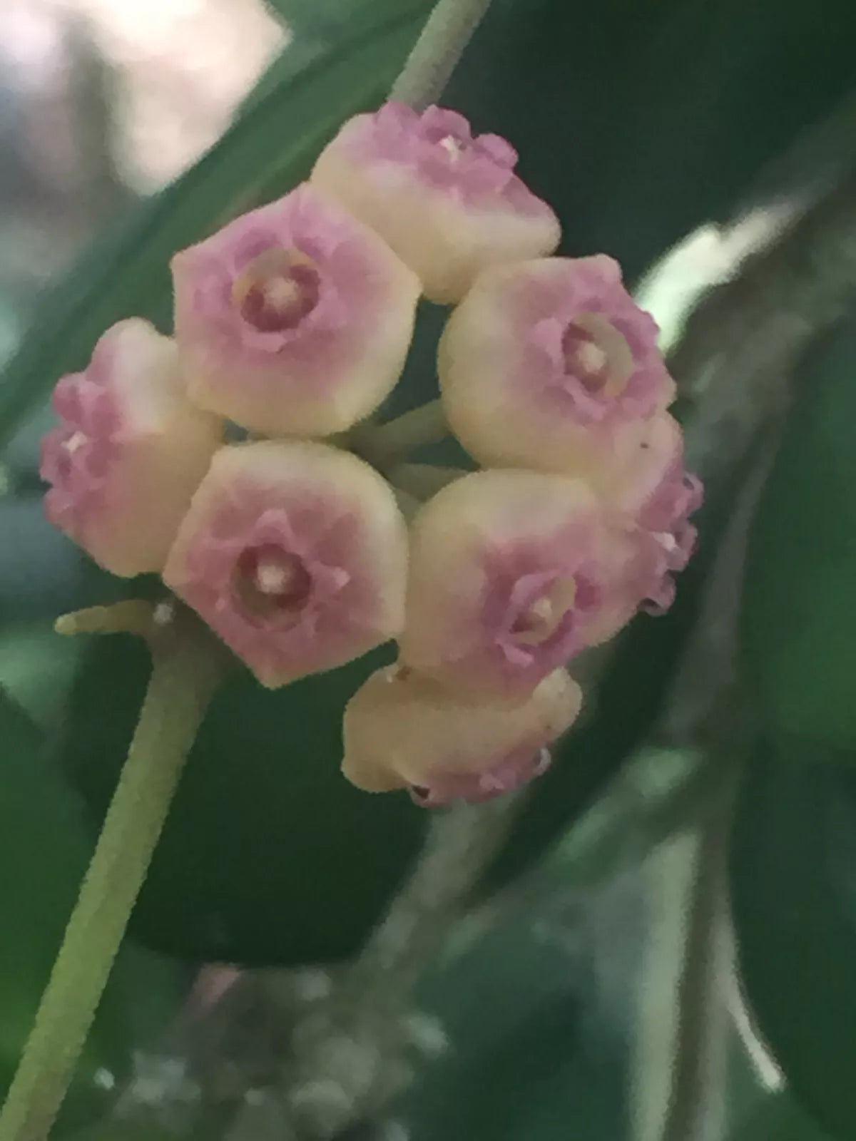 Miniature Hoya Plants 2" Pot - Hoya heuschekeliana, Variegated Houseplants, Trailing Indoor Plant, Low Maintenance