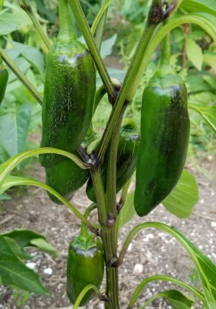 Early Jalapeno Pepper Seeds - 25 Premium Capsicum annuum for Spicy Salsas & Sauces