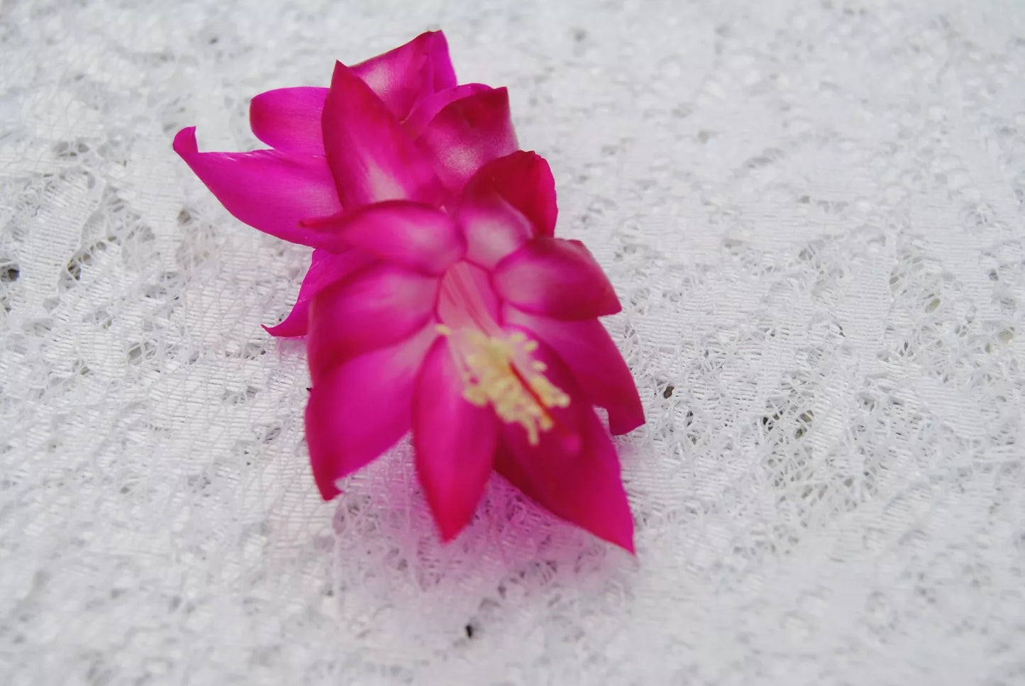 Christmas Cactus Starter Plant - Island Voodoo Schlumbergera Truncata - Well-Rooted Indoor Succulent for Holiday Decor