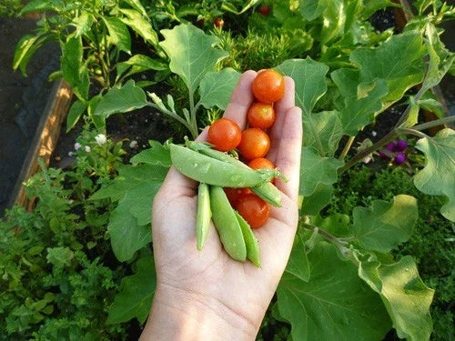 Dwarf Cherry Tomato Seeds - Smallest Sweet Tomato Variety for Salads & Containers - Solanum lycopersicum, 20 Seeds