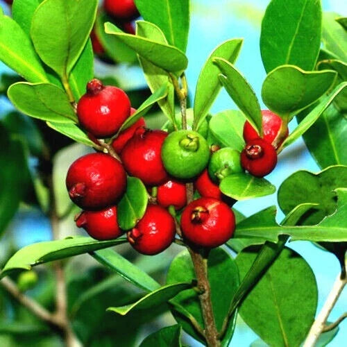 20 Strawberry Guava Seeds - Edible Fruit Plant - Psidium cattleianum - Tropical Garden Tree Seeds