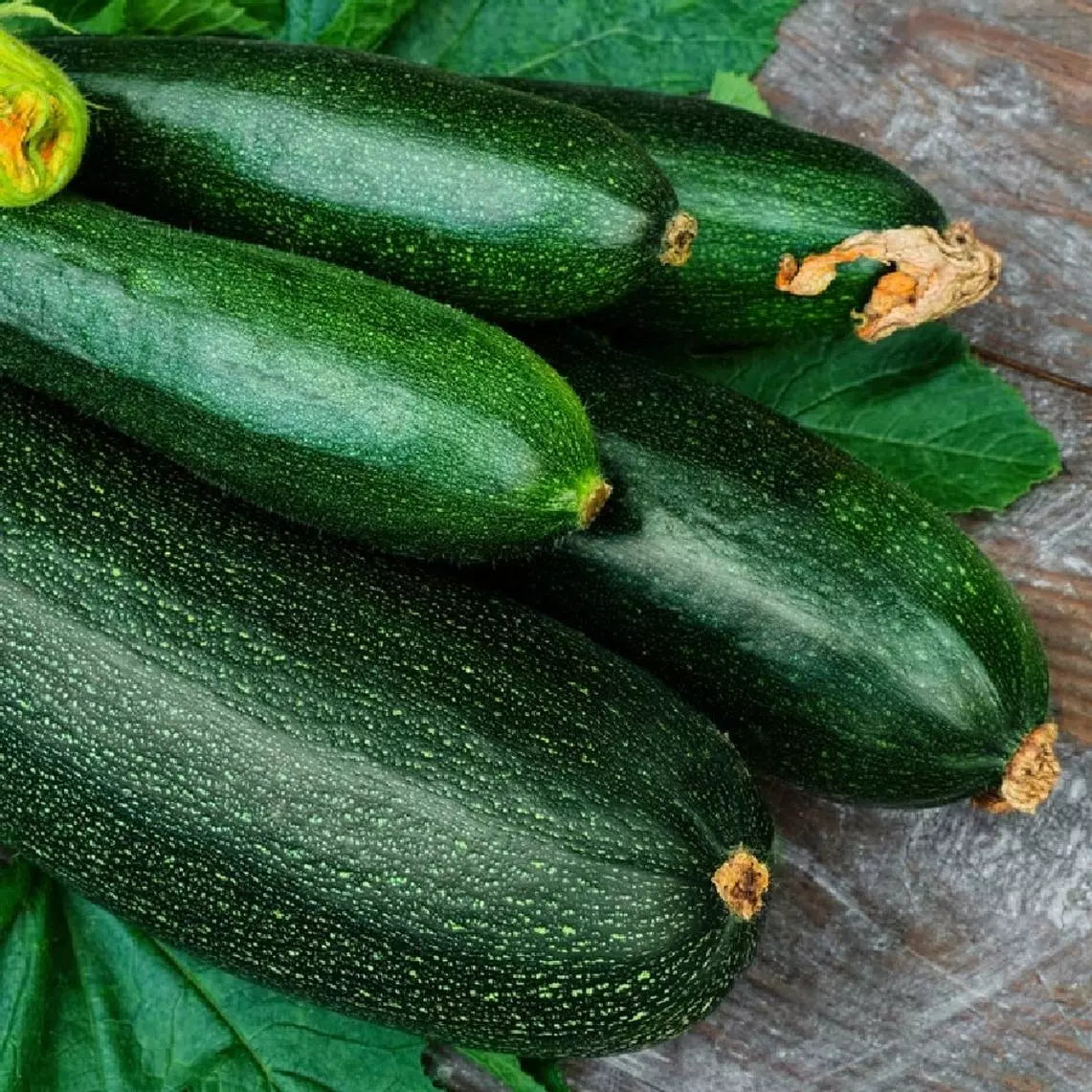 Dark Green Zucchini Seeds NON-GMO Heirloom Summer Squash Cucurbita pepo