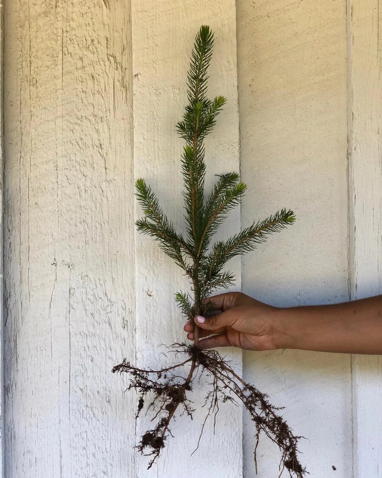 Norway Spruce Seedlings 10-15" Bare Root Trees Picea abies for Privacy Screen & Windbreak, Fast Growing Conifers (50 Pack)
