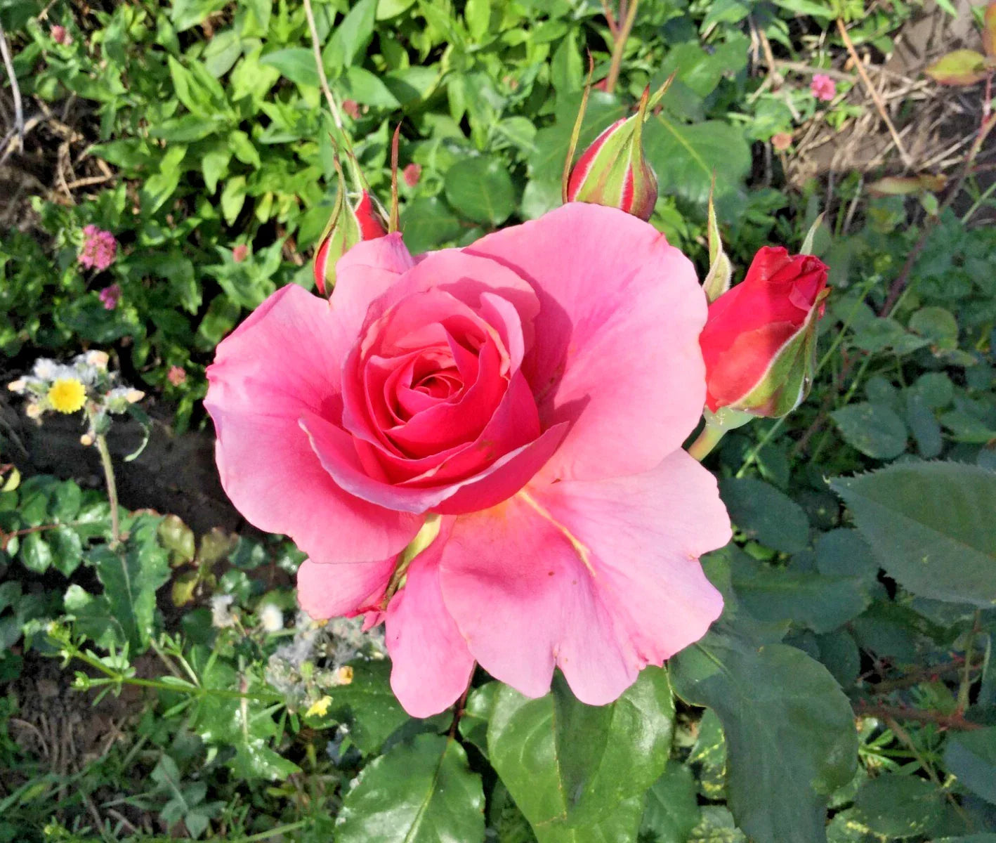 Pink Rose Cuttings 3 Stems for Rooting & Grafting - Rosa spp.