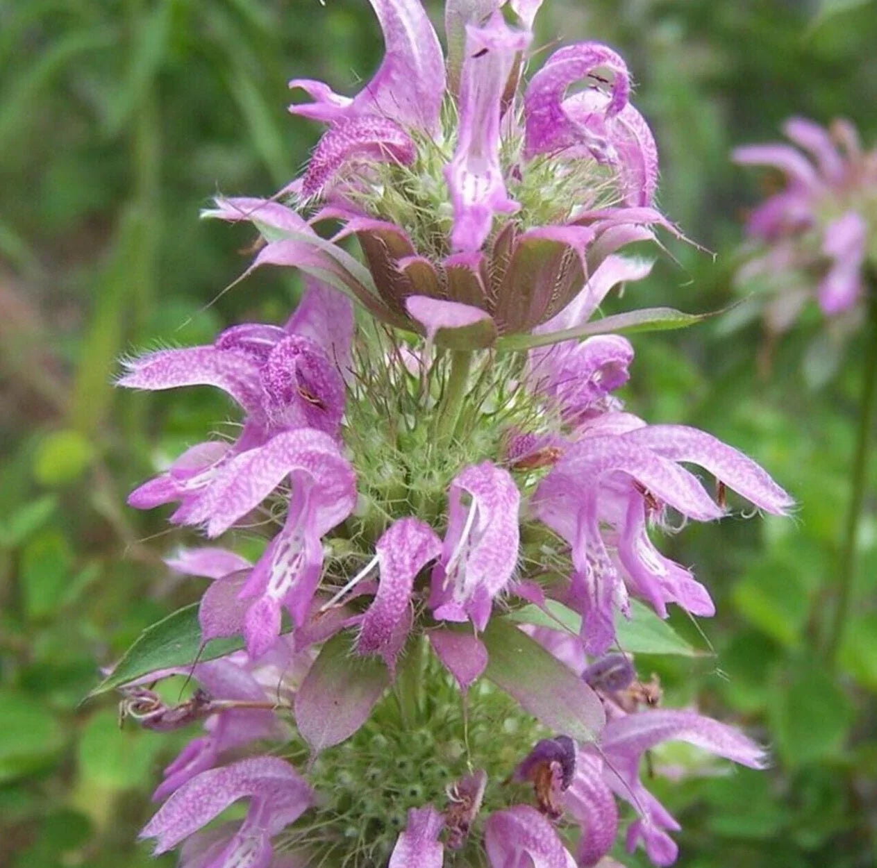 Lemon Mint Seeds, Perennial Herb, Monarda citriodora, Fragrant, Bee Attractant, 600+ Seeds for Garden & Herb Planting