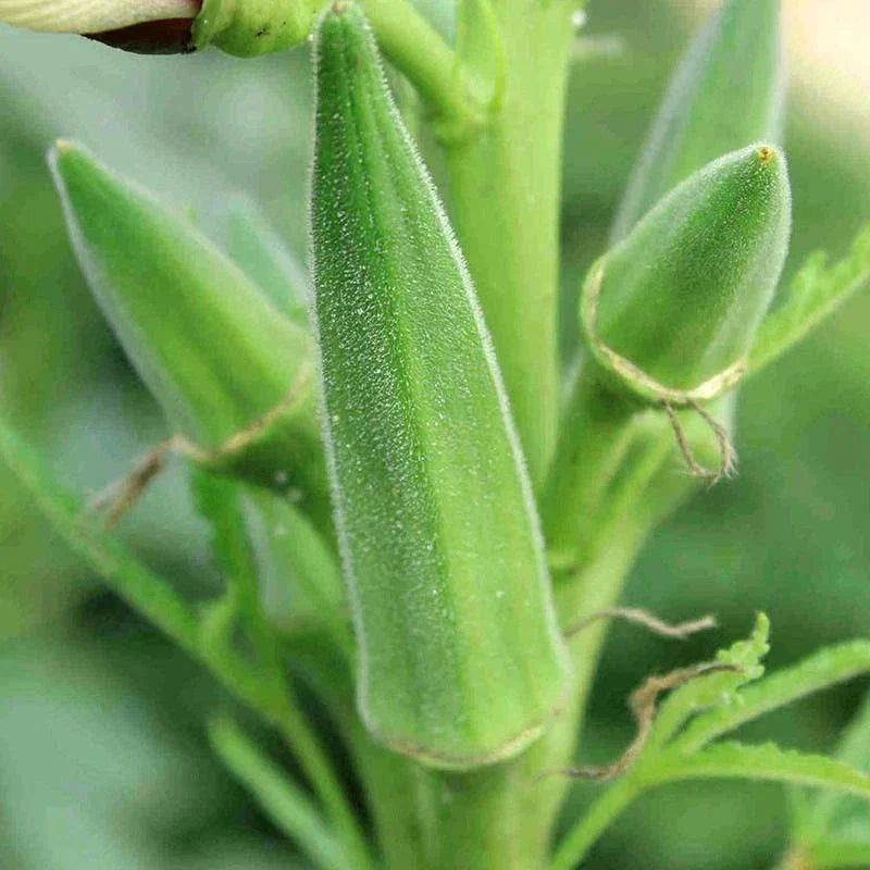 Clemson Spineless Okra Seeds NON-GMO | Heirloom Vegetable Seeds